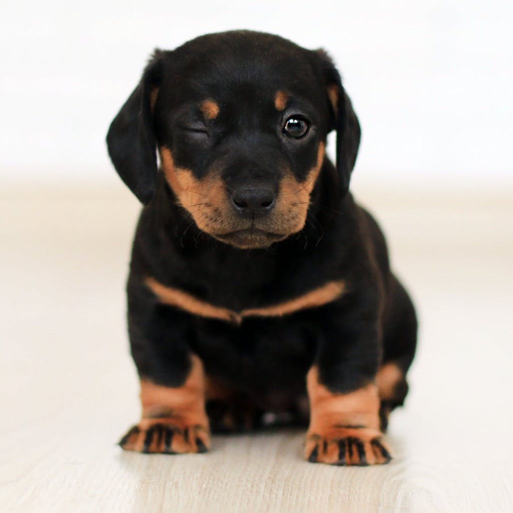 Breeders Temporary Ownership - Transfer for Full Litters (BREEDERS ONLY)